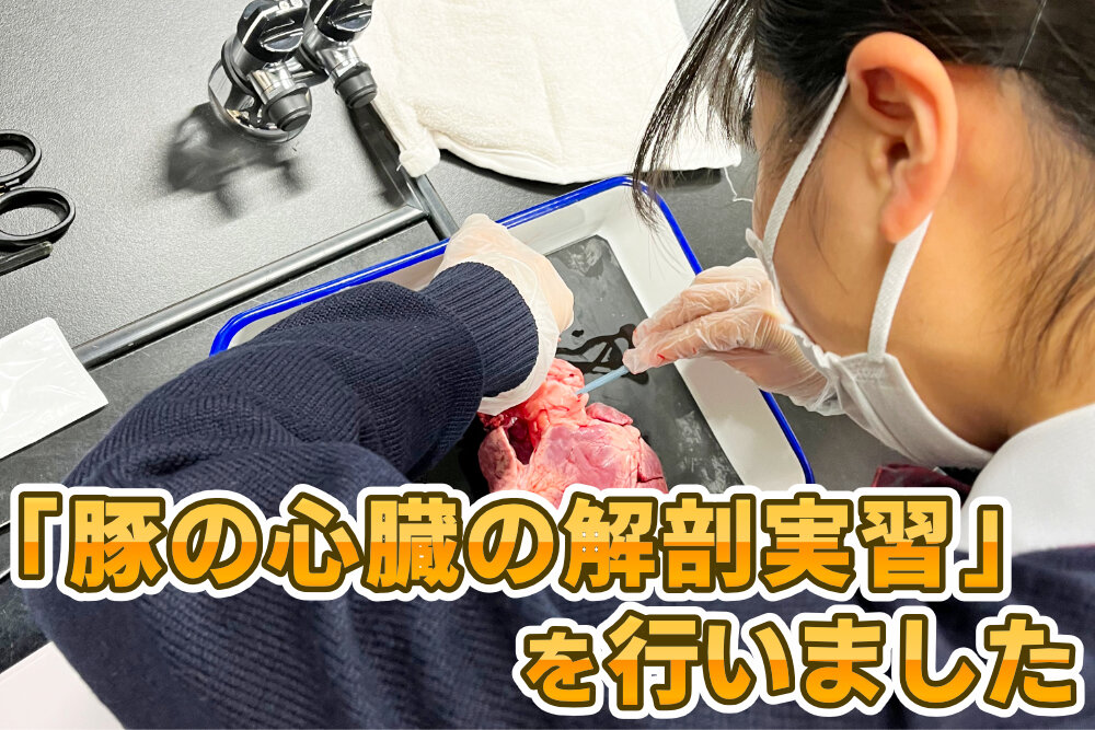 豚の心臓の解剖実習を実施しましたのサムネイル